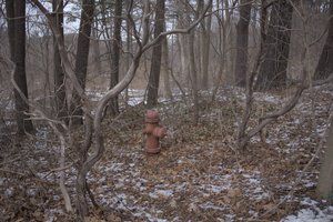 A picture of a red fire hydrant in the woods.