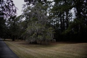 A large tree draped with Spanish moss stands on a patch of grass bordered by a forest. The sky is overcast, casting a muted light over the scene. The tree's gnarled limbs and hanging moss contrast with the dark pine trees in the background. A paved path runs along the left side of the frame.